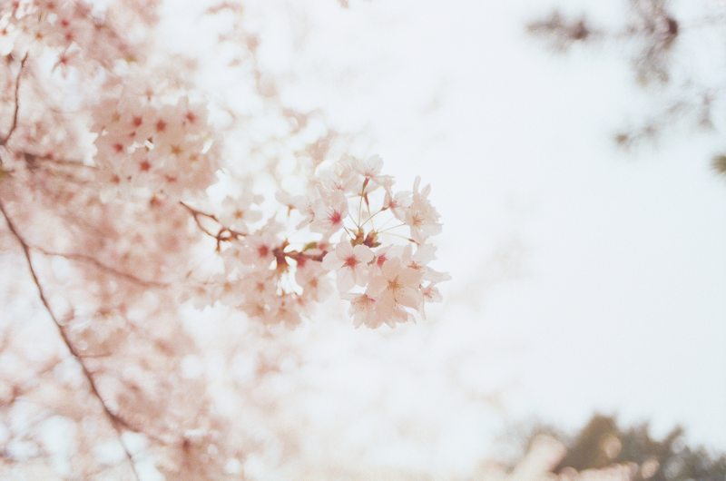 https://www.pexels.com/photo/selective-focus-photography-of-cherry-blossoms-1023953/