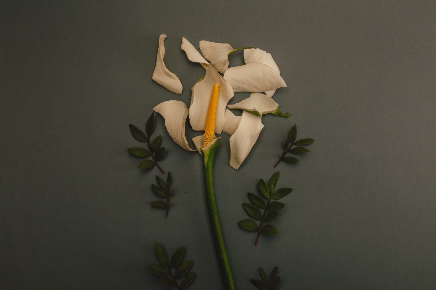 https://www.pexels.com/photo/white-flower-on-grey-background-922926/